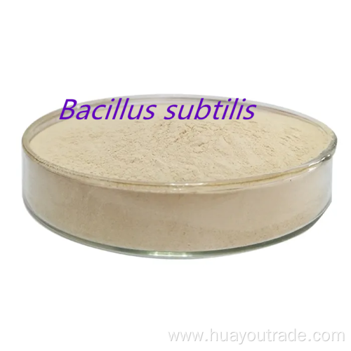 Bacillus subtilis soluble water 1000CFU/G l feed additive